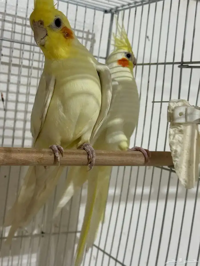 للبيع 4 اجواز كروان منتجات .. 2