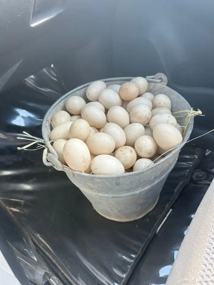 بيض بط مصري أو مسكوفي للبيع مكه بحره 0