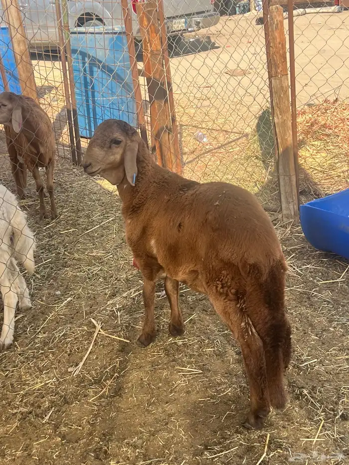 سواكنى تربيه ( تم البيع ) 1