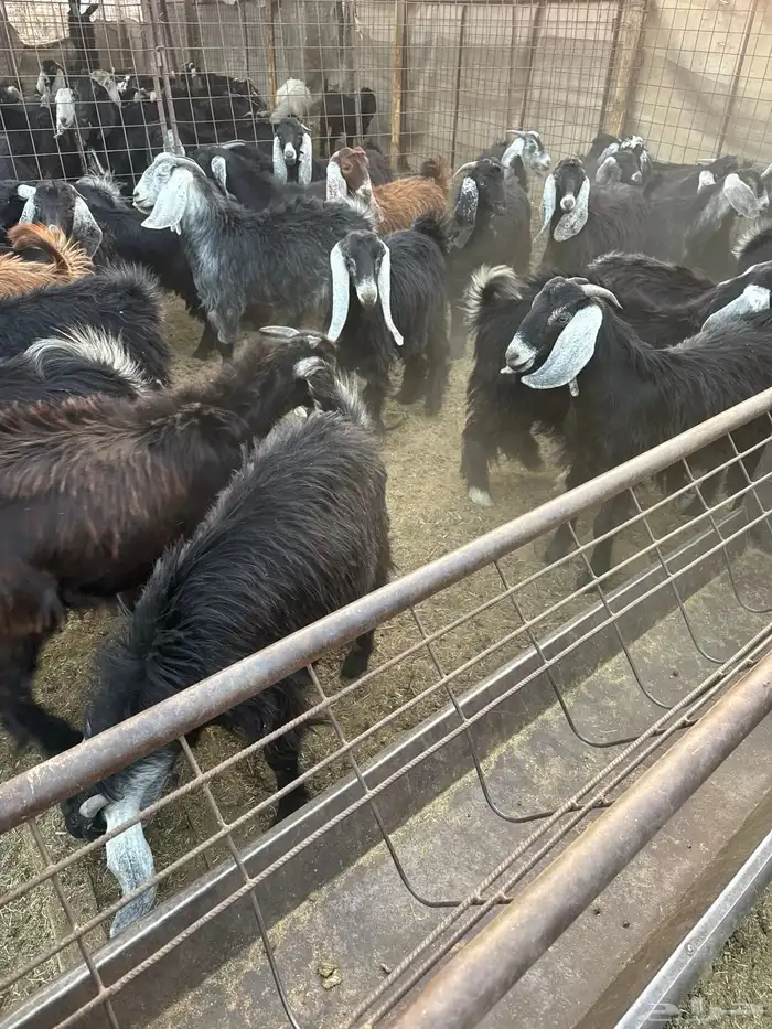 تيوس مخاصي للبيع .. 0