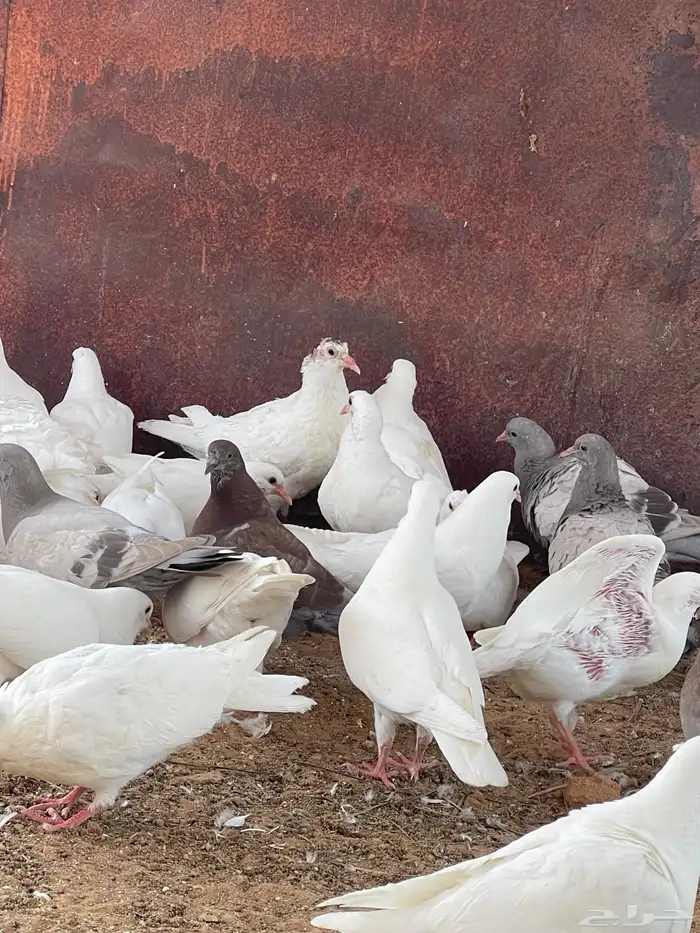 زغاليل حمام 1