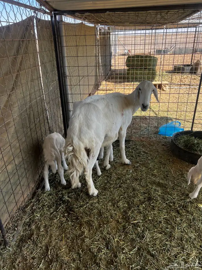 حريات متاويم 3 معها 6 1