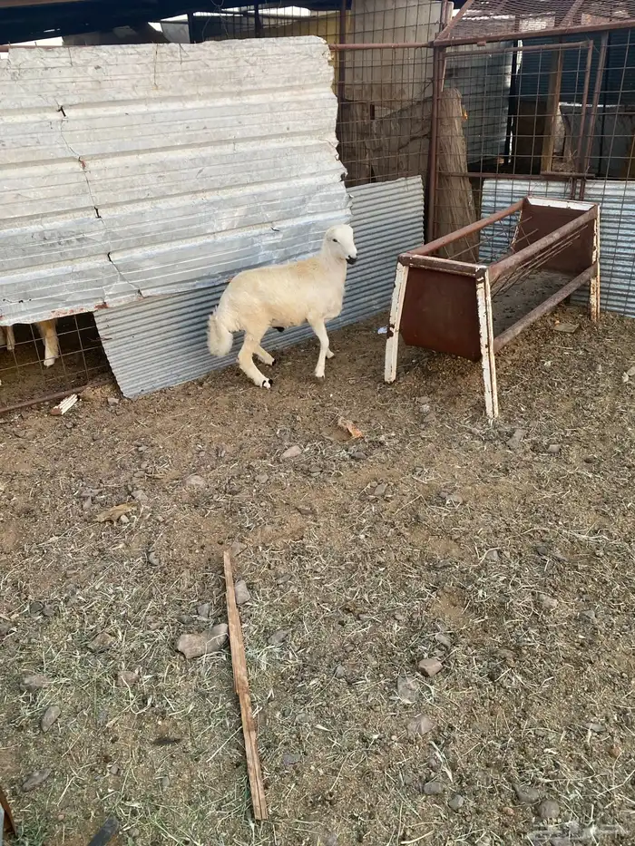 للبيع خروف رفيدي 3