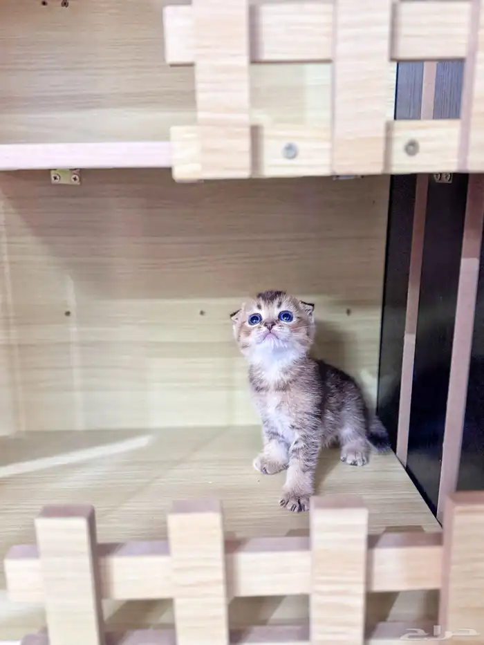 سكوتش تربل فولد بيور للبيع 4