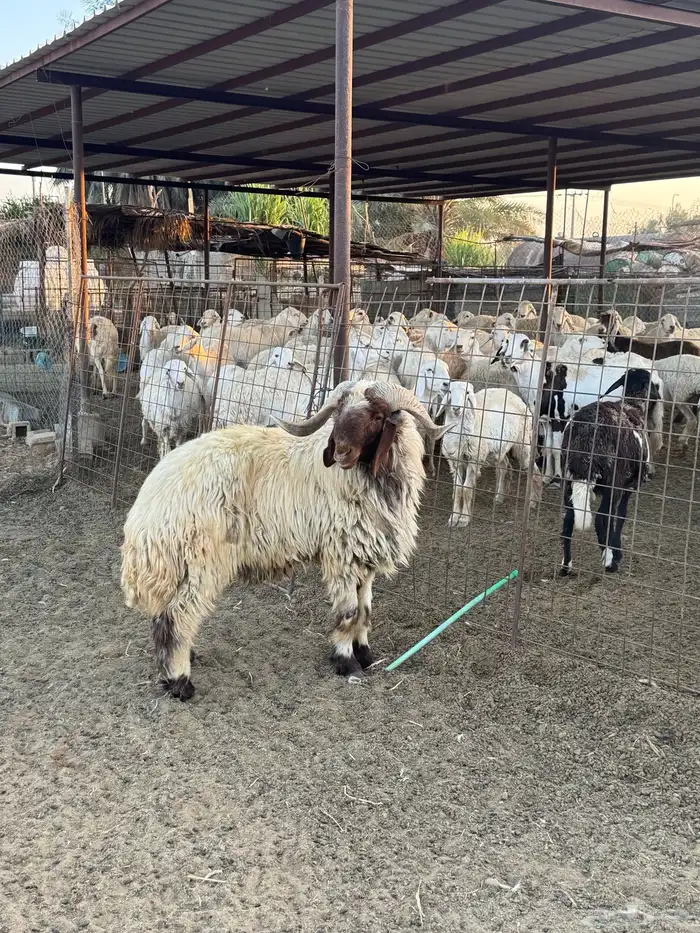 فحل نعيمي صنف 2