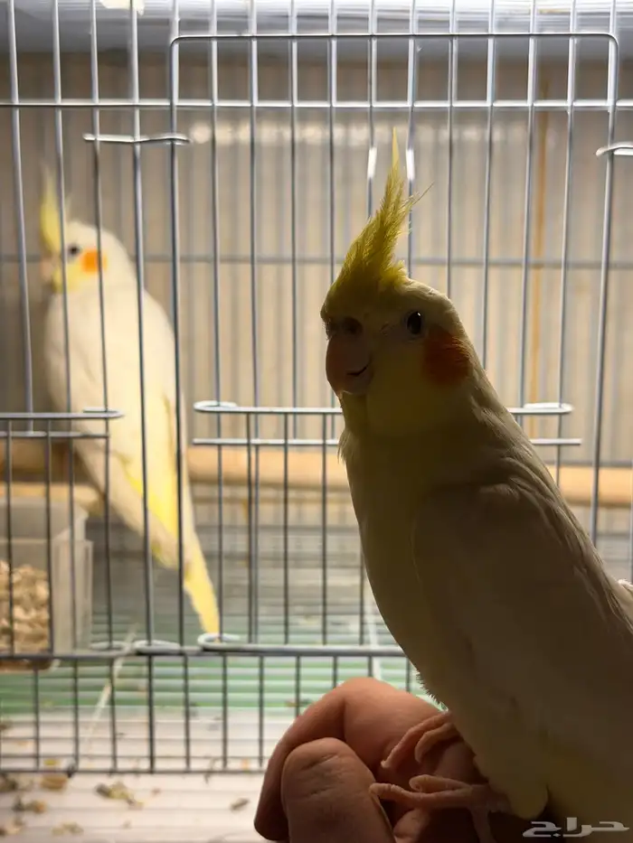 عرض لكم كروان لاتينو متكلم اليف مع الكبير والصغير 3