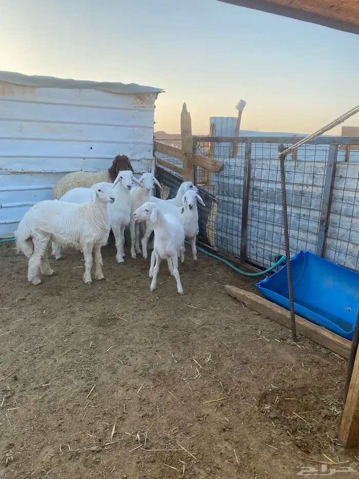 ذبايح طيبه نعيمي وحري 6