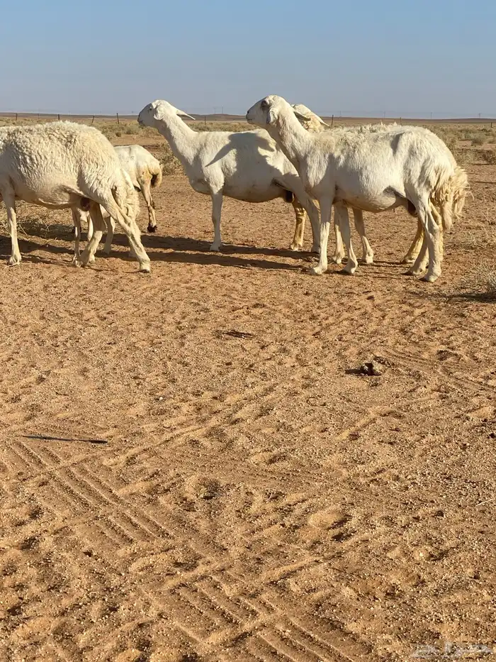 غنم دفيع وشاه والد العدد 10 0