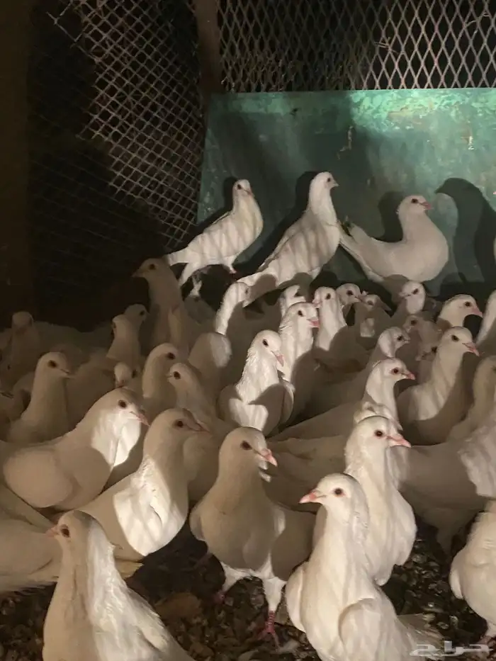 تم البيع الله يبارك لرعيه 5