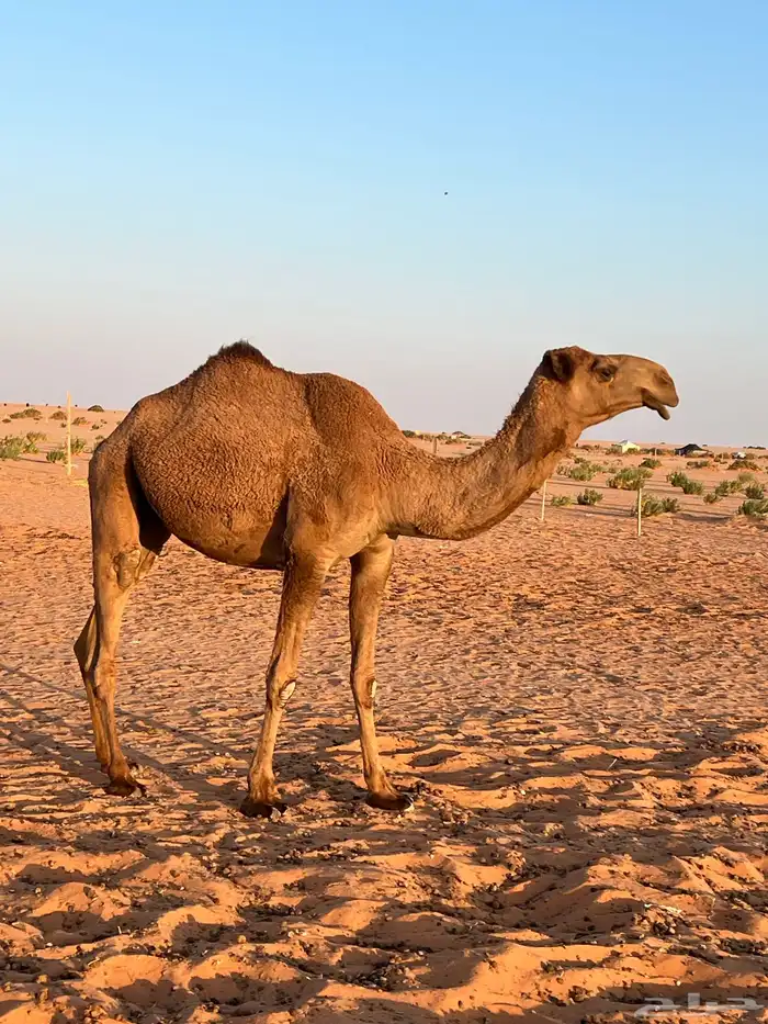 للبيع ضريبه شعلا 1