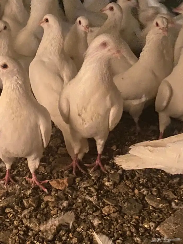 تم البيع الله يبارك لرعيه 3