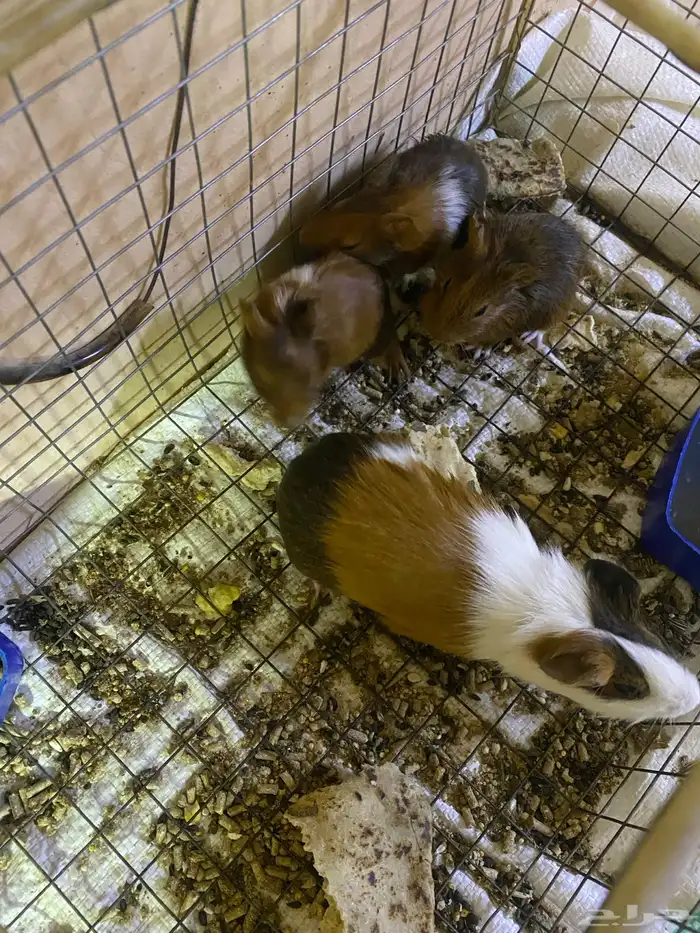 عاجل وبر مع عيالها 1