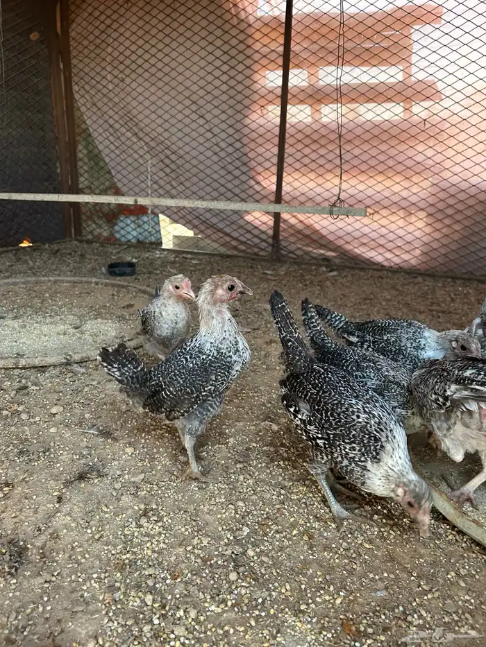 صوص فيومي للبيع 1