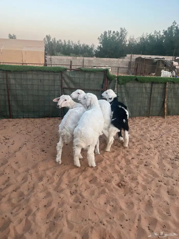 هرافى حري عدد 4 خرفان 5