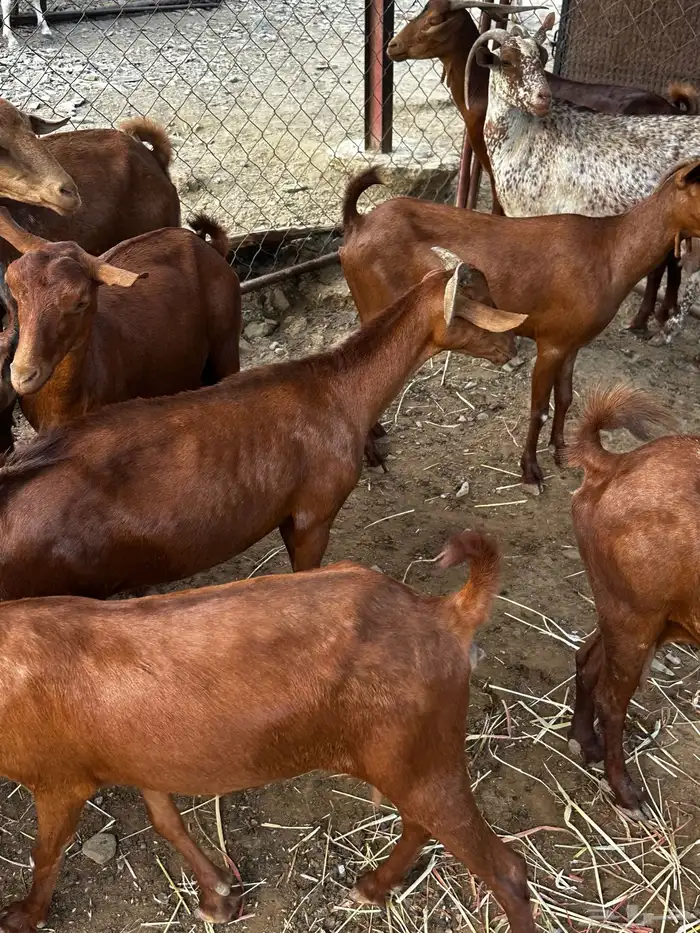 غنم دهم للبيع 2