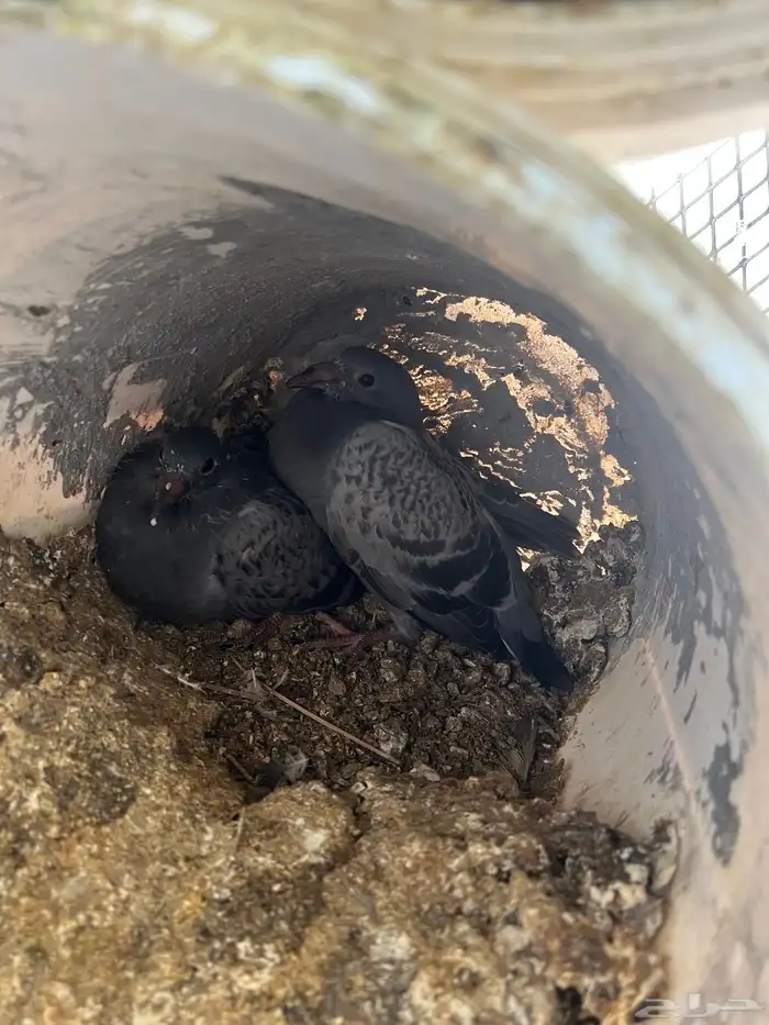 فراخة حمام زاجل 4