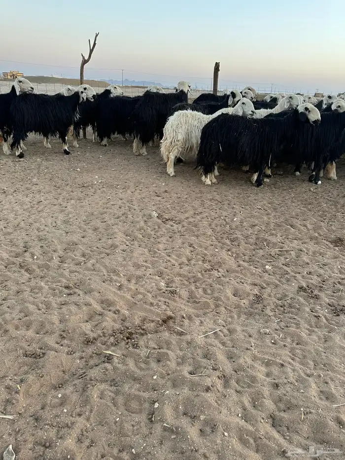 نجد طيبه فحص سونار 1