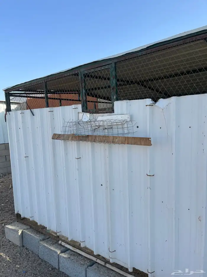 عشة حمام دجاج 4 ب 3 1