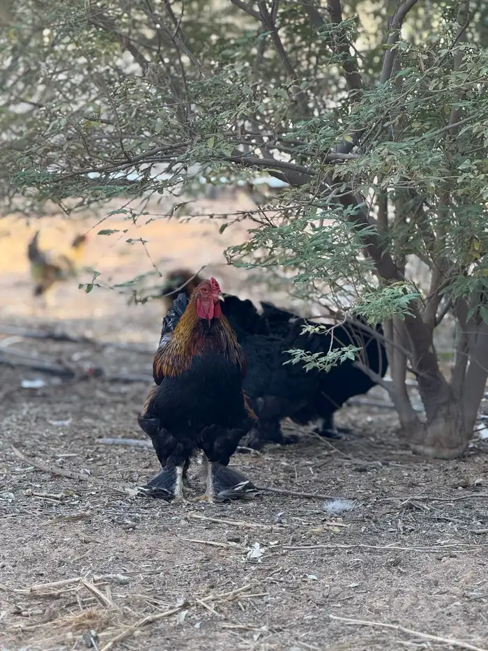 دجاج براهما 9