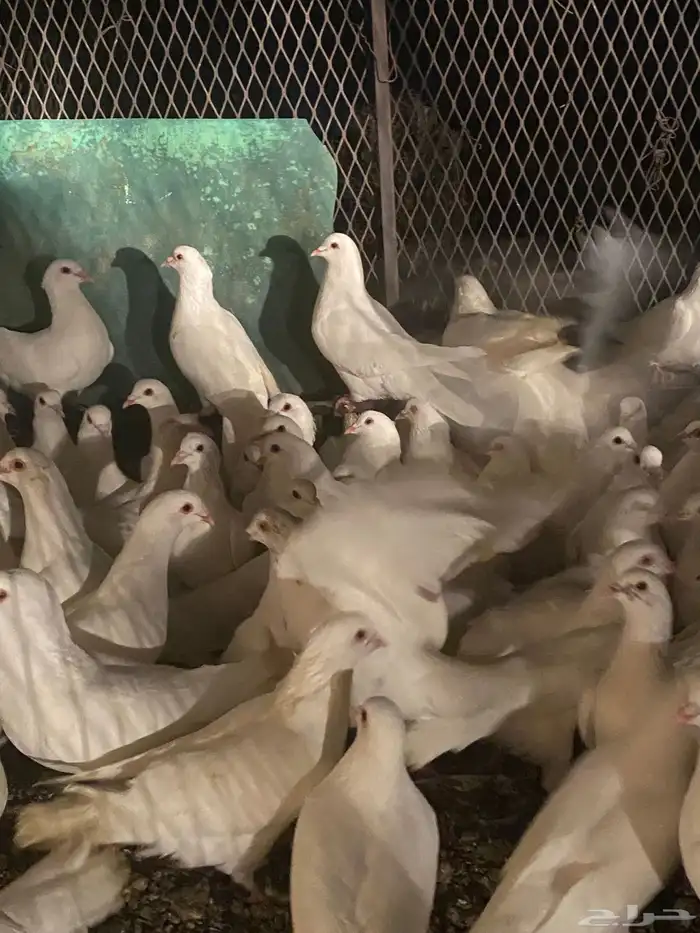 تم البيع الله يبارك لرعيه 9