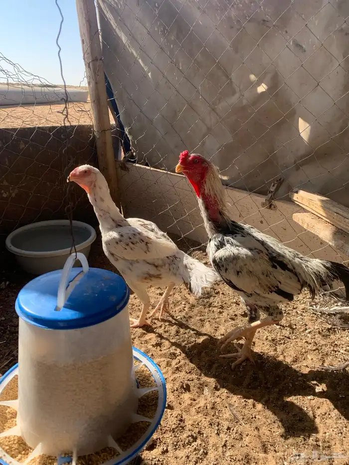 للبيع دجاج باكستاني العدد 27 دجاج مع اديك عددهم 8 8