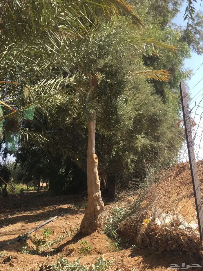 شجر ساق زيتون معمراشجار زيتون ساق معمر 7