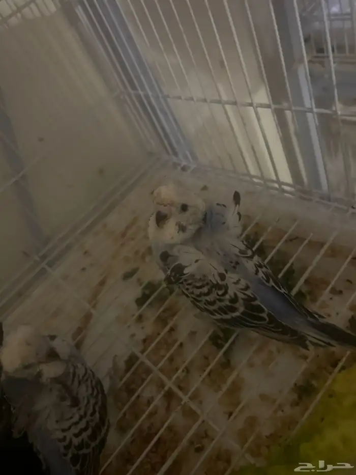 هوقو. فروخ 2