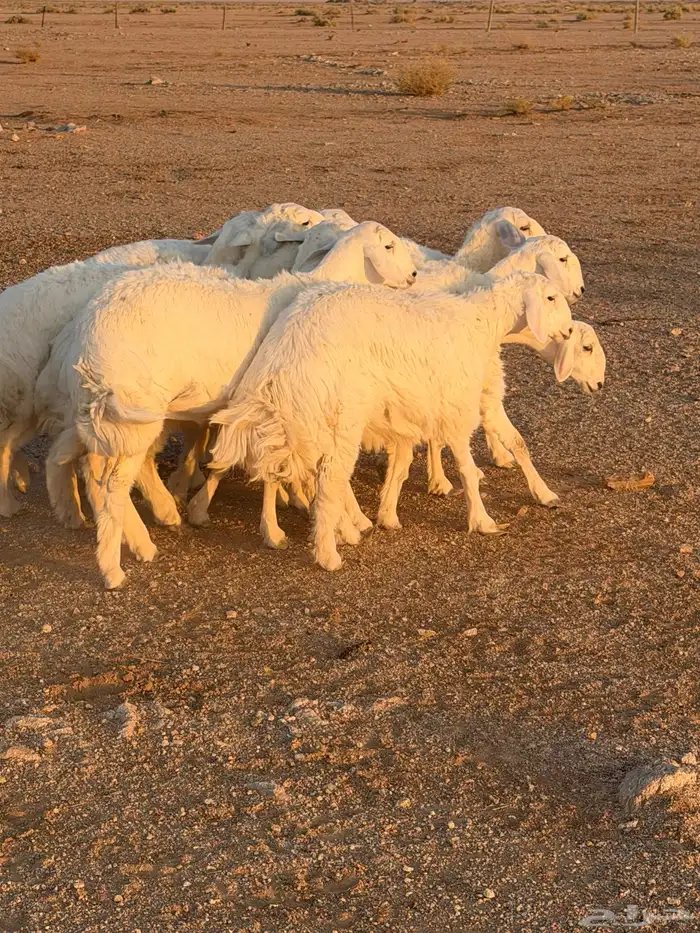 للبيع جذعات رخال حري 5