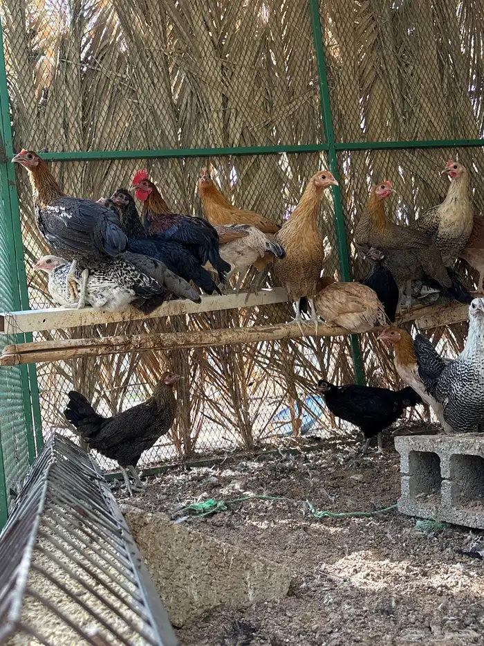 دجاج و ديكه بلدي 7