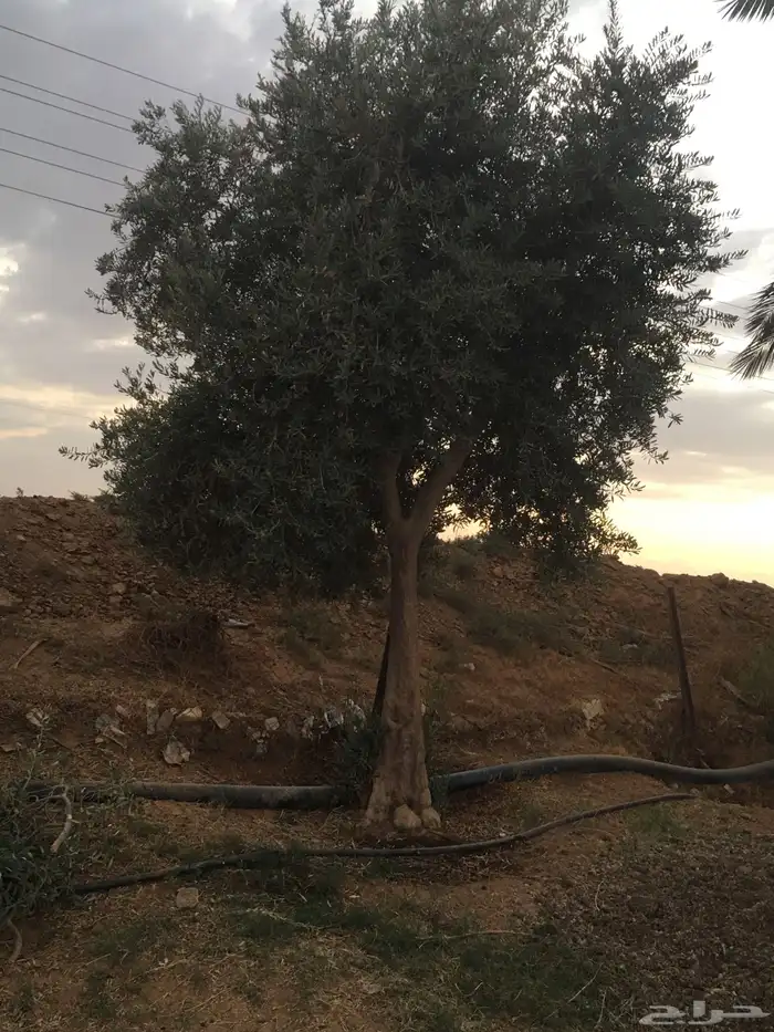 شجر ساق زيتون معمراشجار زيتون ساق معمر 3