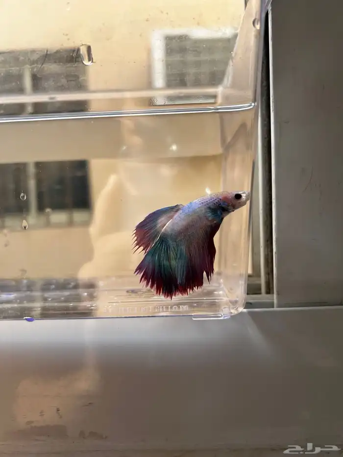 سمك فايتر الوان جميله و أشاكل رائعه مشاء الله 13