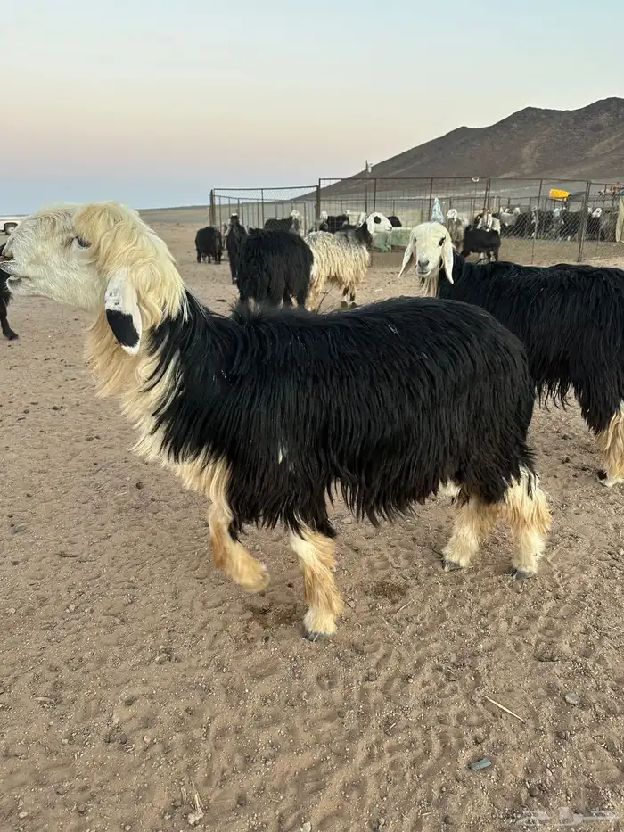خروف نجدي فحل 3