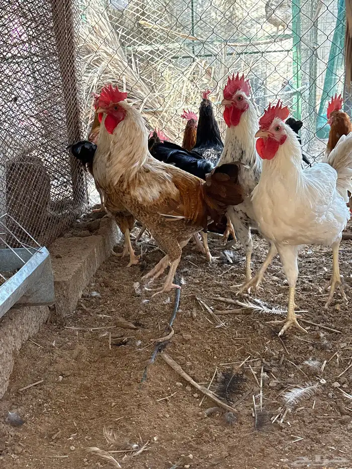 دجاج و ديكه بلدي 1