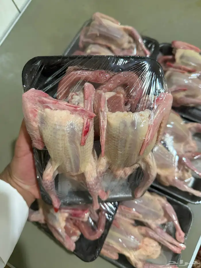 حمام فراخة 0