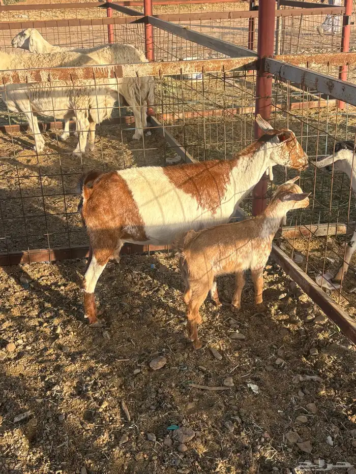 عنز جنوبيه خلفه تم البيع 3