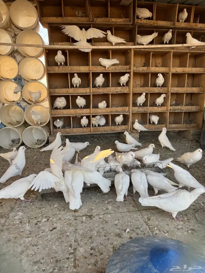 حمام فرنسي ابيض للبيع 0