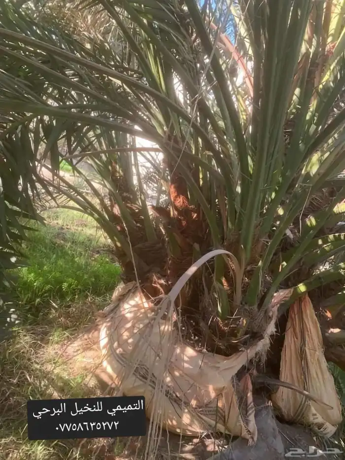 جميع أنواع النخيل 11