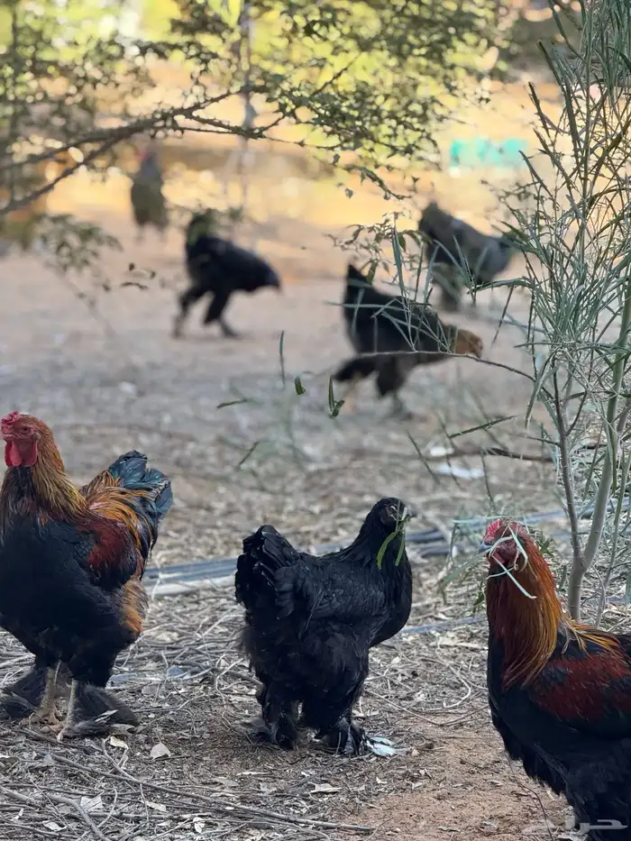 دجاج براهما 7