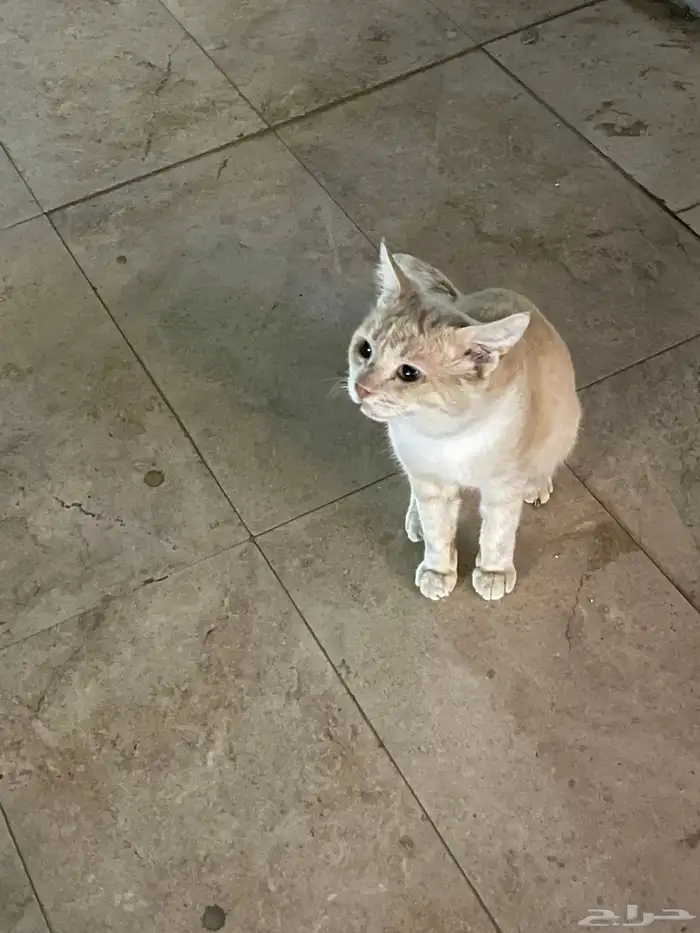 قط أليف بجانب موبايلي 0