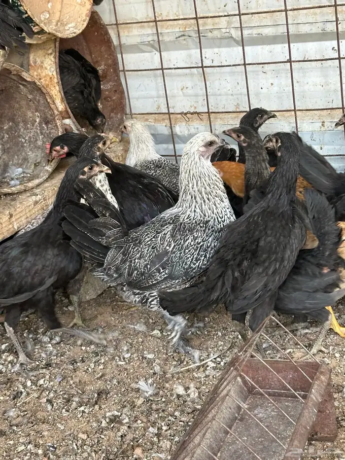 دجاج بشاير 6