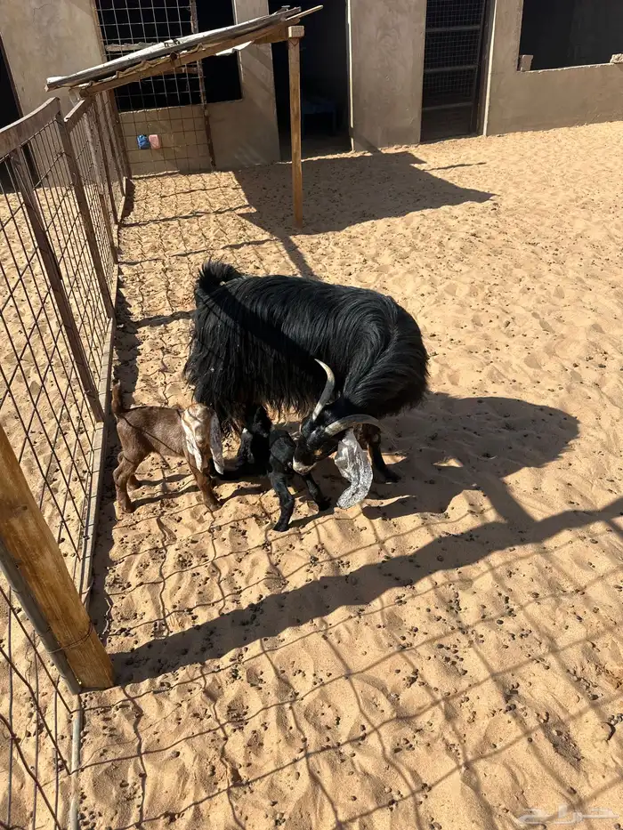 عنز عاضيه تحتها 2 1