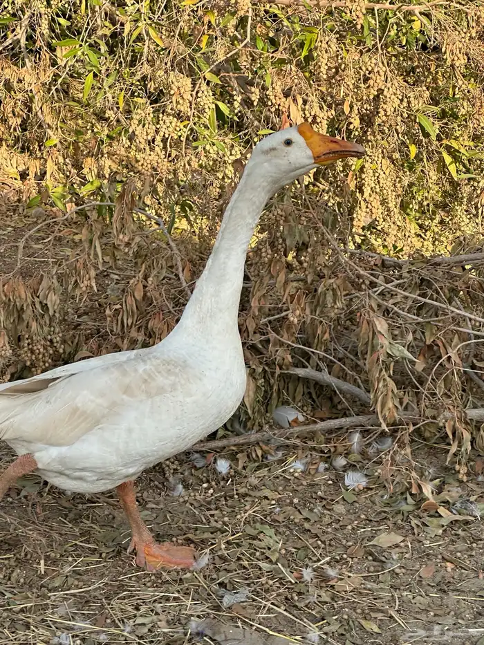 للبيع زوج وز عراقي اصيل وذكر بلغاري 5