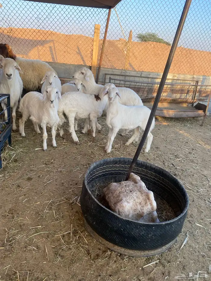 ذبايح طيبه نعيمي وحري 2