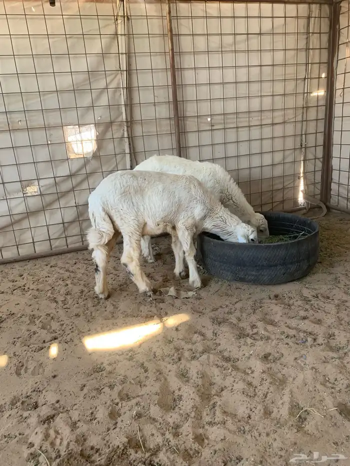 للبيع رخل اربع شهور او طلي 3 شهور ونص 8