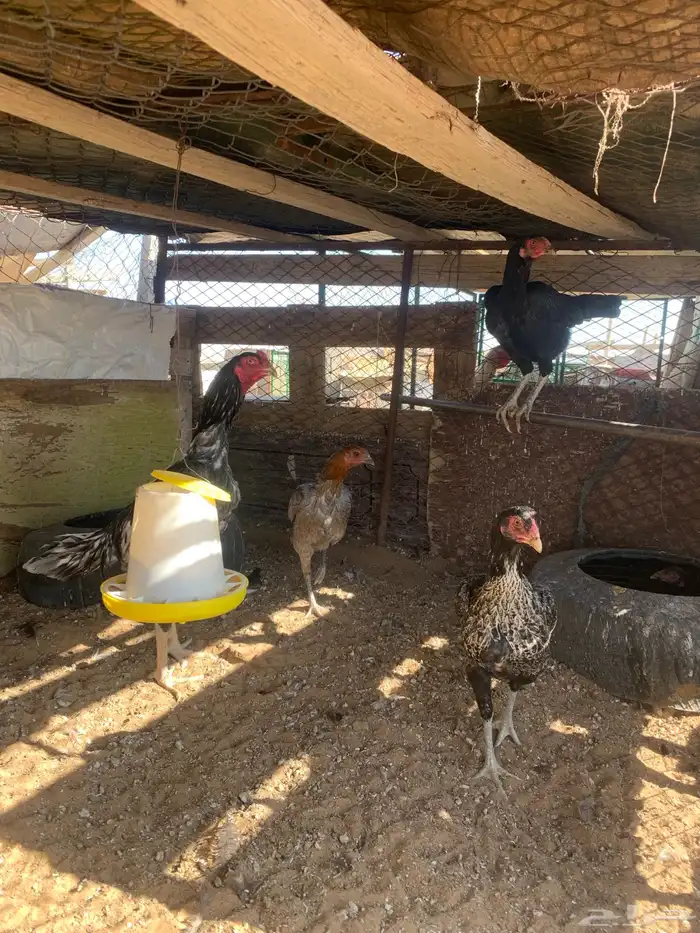 للبيع دجاج باكستاني العدد 27 دجاج مع اديك عددهم 8 28