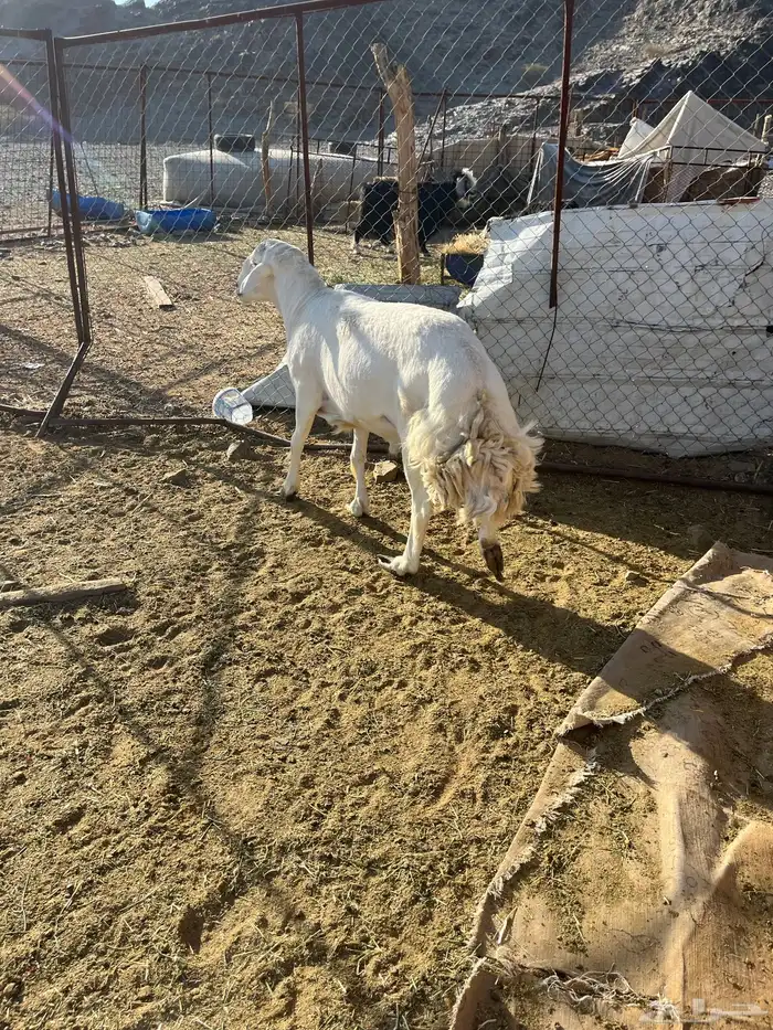 للبيع طلي فحل مشروط 7