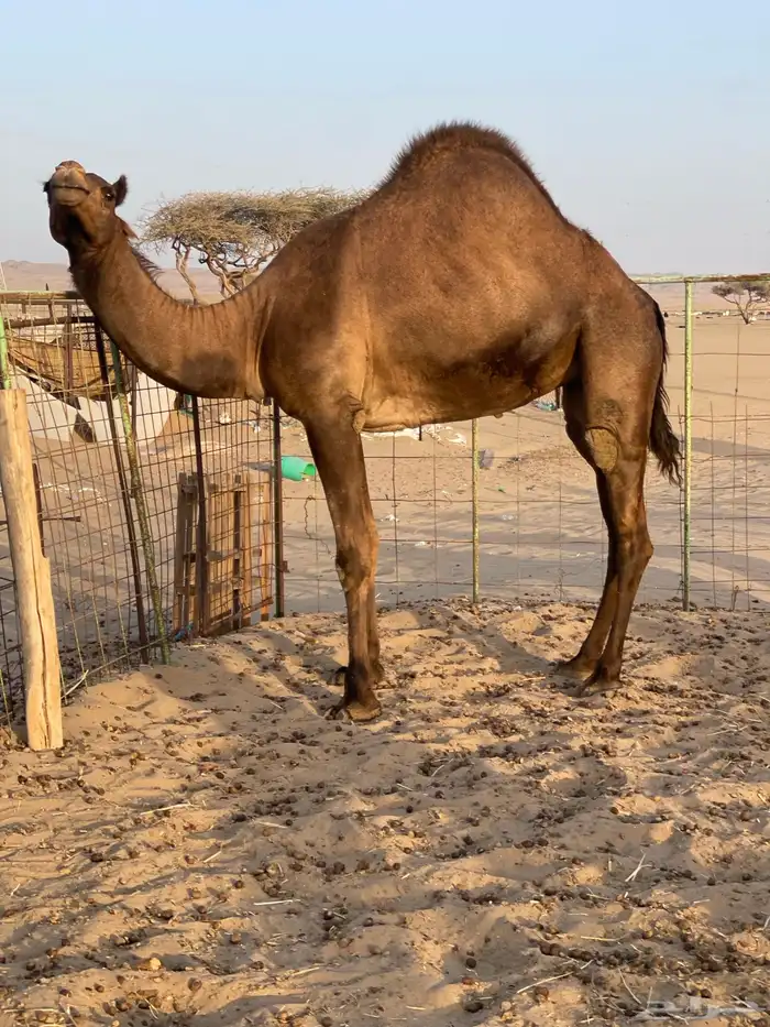 للبيع بكره حايل 2