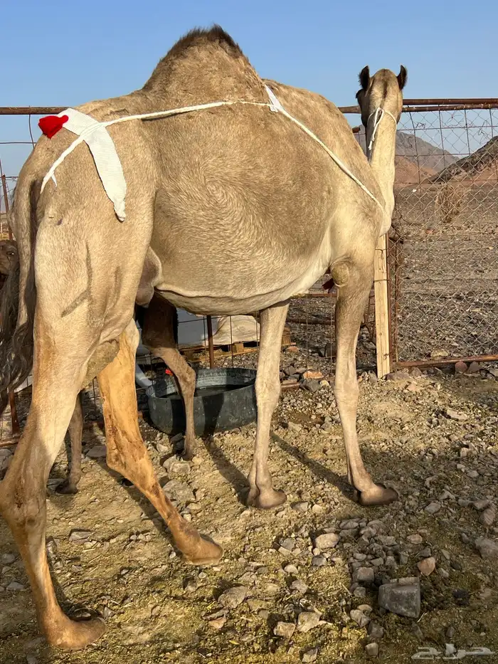 خلفه مصغر تحتها قعود ب 8800 تم البيع 7