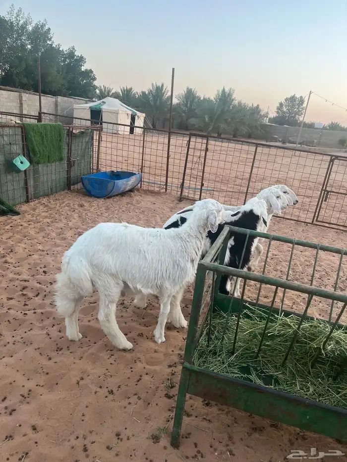 هرافى حري عدد 4 خرفان 0