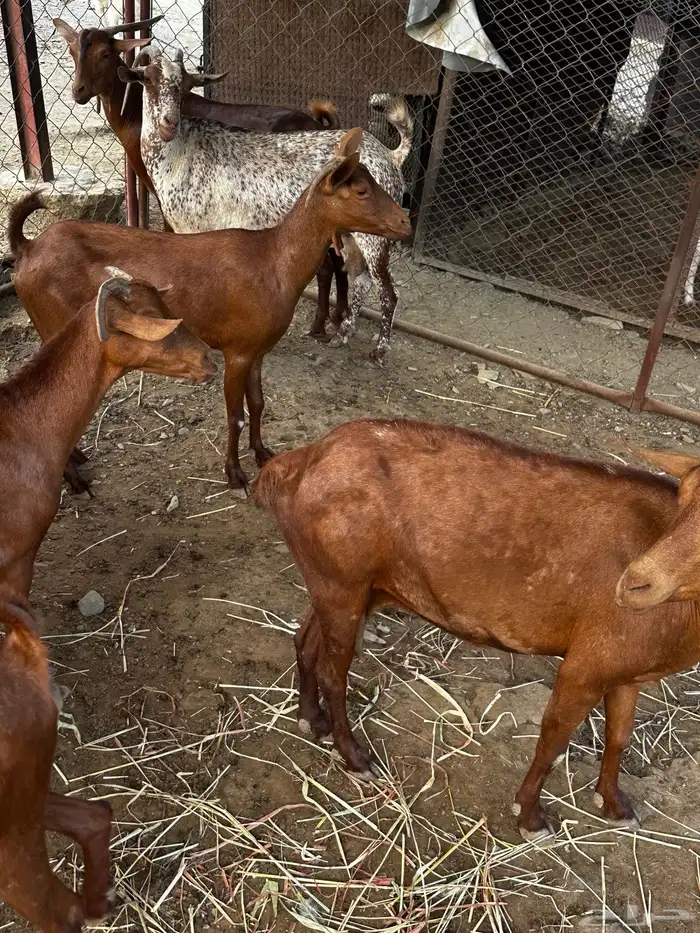 غنم دهم للبيع 1